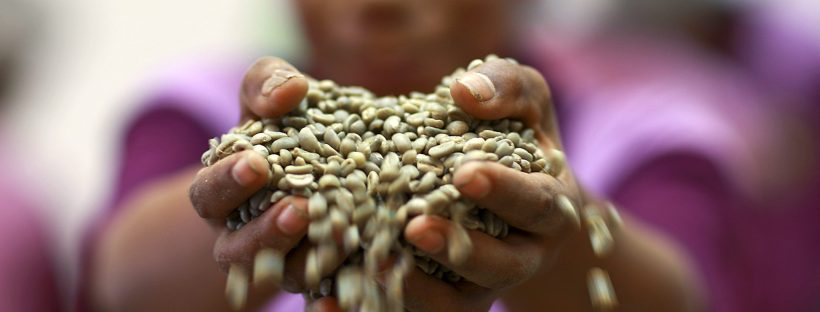 Cooperativa de café en Timor. Fotografía de NNUU con licencia CC BY SA 2.0 Coffee Handler with Beans from Coffee Cooperative